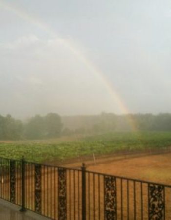 DelMonaco Winery & Vineyard