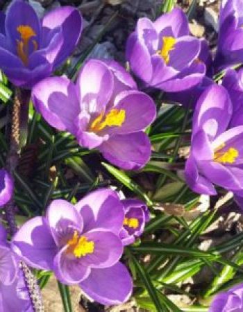 Cedars & Beeches Bed & Breakfast