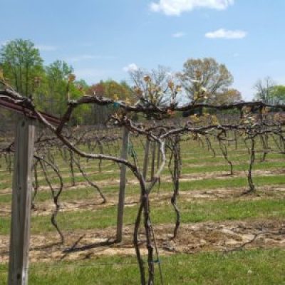 DelMonaco Winery & Vineyards