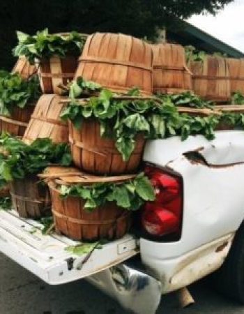 Nashville’s Farmers Market