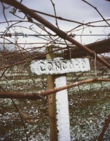 DelMonaco Winery & Vineyard
