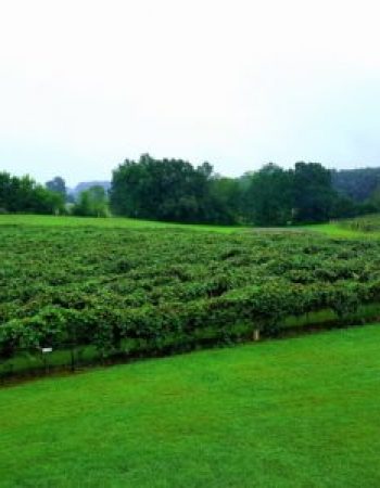 DelMonaco Winery & Vineyard