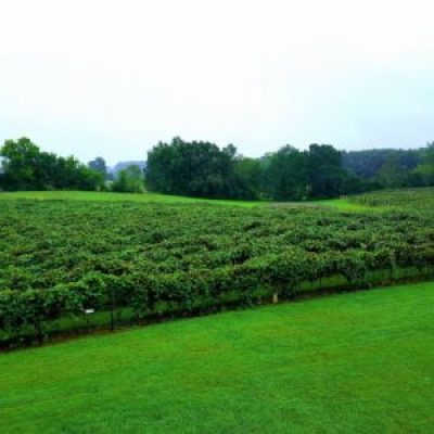 DelMonaco Winery & Vineyards