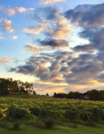 Arrington Vineyards