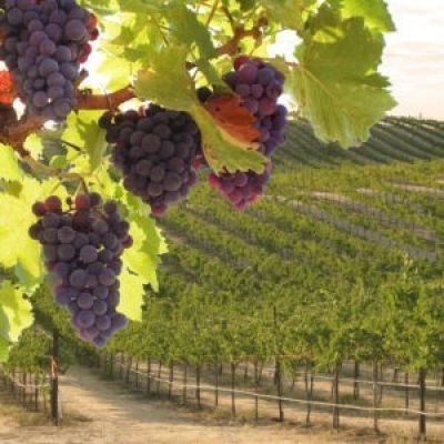Grape Expectations