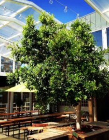 Luft Roof Top Bar