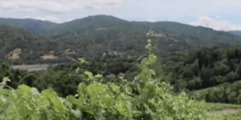 Black Ridge Vineyards