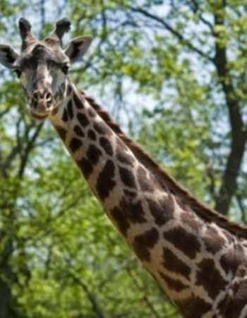 Nashville Zoo