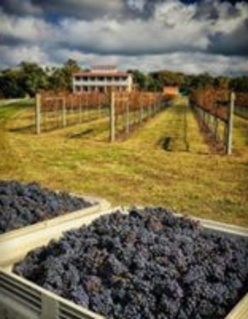 Willow Creek Winery